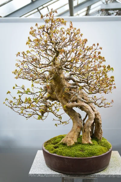 Bonsai träd acer buergerianum — Stockfoto