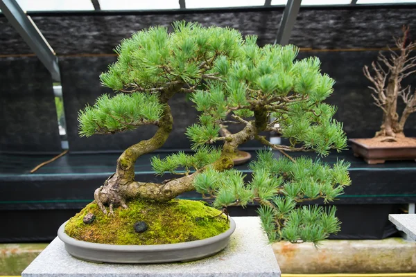 Ein alter Bonsai-Baum — Stockfoto