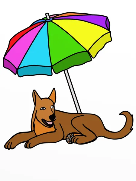 Hund und Regenschirm — Stockfoto