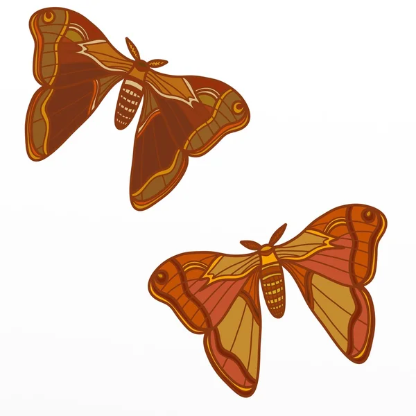 Dwa motyle — Zdjęcie stockowe