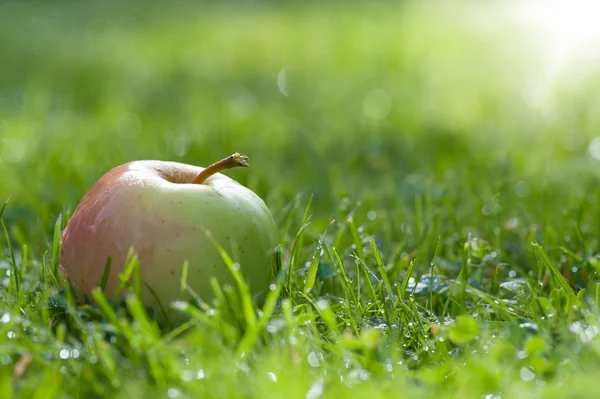 Einzelner grüner Apfel auf Gras — Stockfoto
