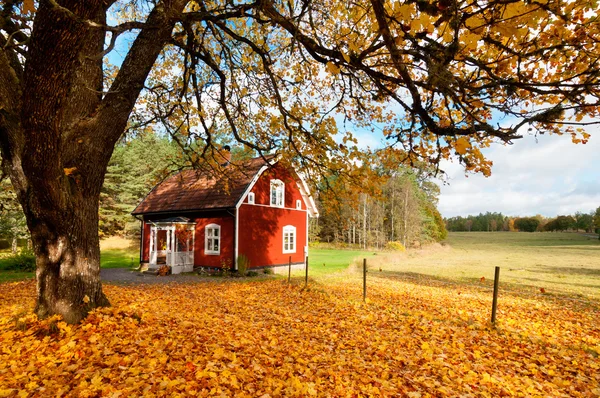Red Swedish house amongst autumn leaves 스톡 이미지