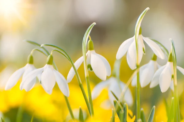 Gouttes de neige et Eranthis hyemelis en floraison au début du printemps — Photo