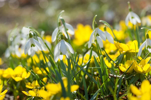 Gouttes de neige et Eranthis hyemelis en floraison au début du printemps — Photo