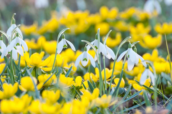 Gouttes de neige et Eranthis hyemelis en floraison au début du printemps — Photo