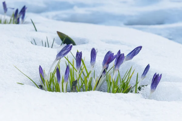 Purpurfarbene Krokusse wachsen im Vorfrühling durch den Schnee — Stockfoto
