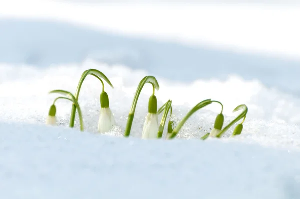 Blooming snowdrops in snow in early spring. Back light, close-up — Stock Photo, Image