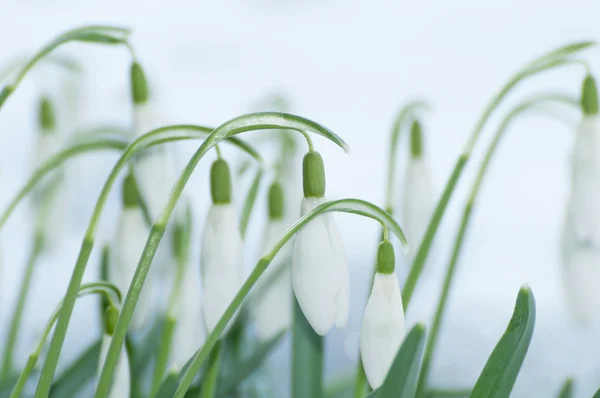 Bloeiende sneeuwklokjes in sneeuw in het vroege voorjaar. achtergrondverlichting, close-up — Stockfoto