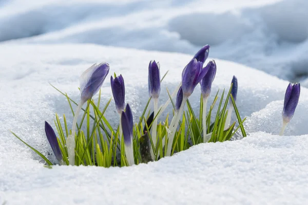 이른 봄에 눈을 통해 성장 하는 보라색 크 로커 스 스톡 사진