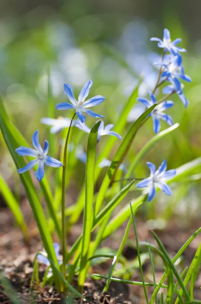Blue scilla in spring — Stock Photo, Image