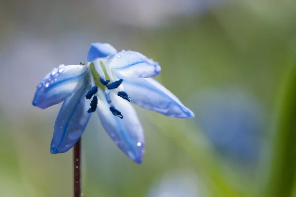Pretty blue Scilla flower with water droplets — Stock Photo, Image