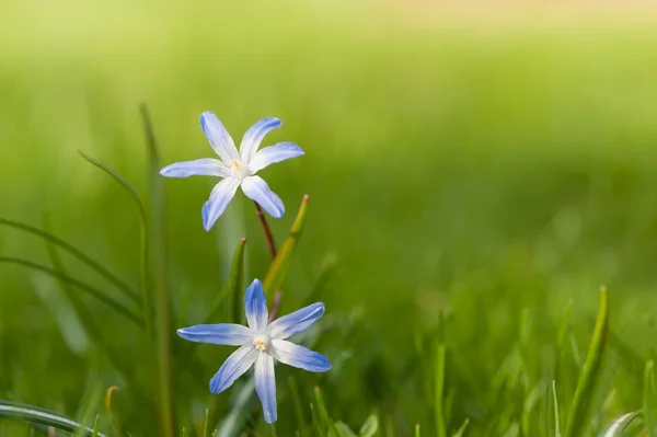 Chionodoxa (Glory-of-the-snow) in early spring — Stock Photo, Image