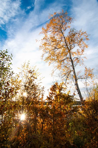 Birches in autumn — Stock Photo, Image