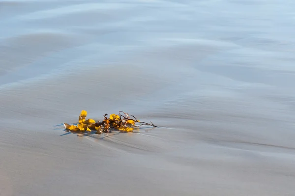 Морские водоросли на песке — стоковое фото