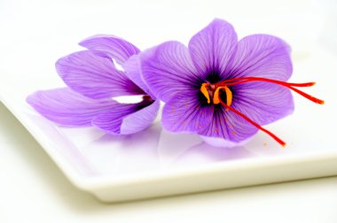 Saffron Flower Closeup clipart