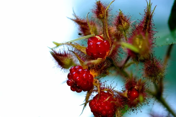 Rote Himbeere — Stockfoto