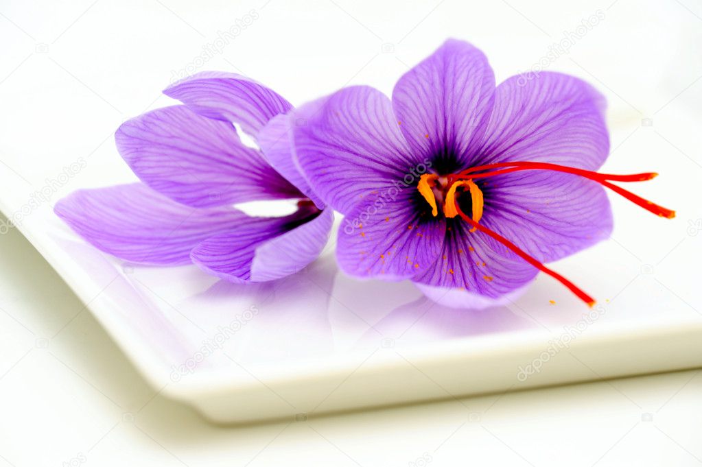 Saffron Flower Closeup