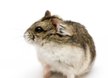 cüce hamster