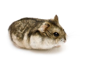 cüce hamster
