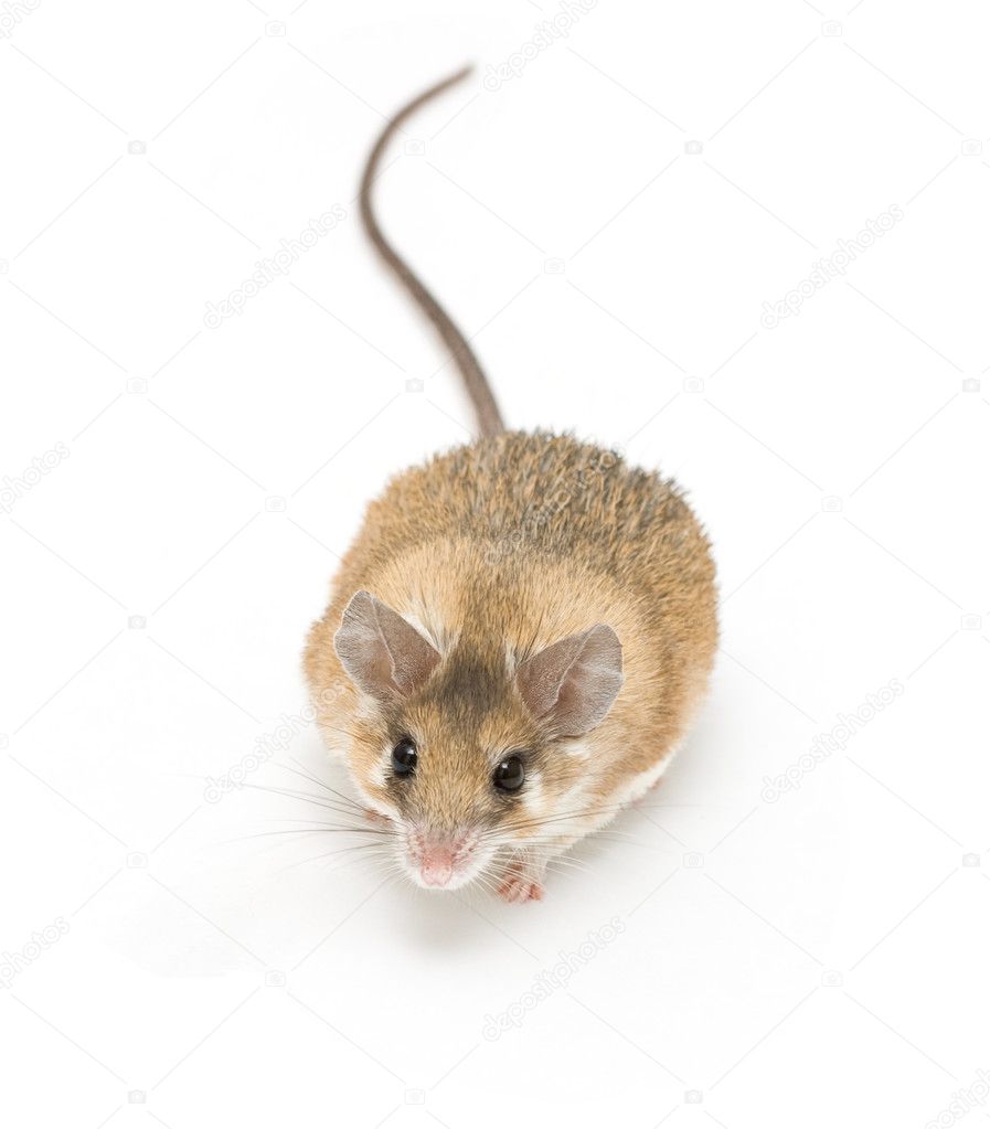 spiny mouse