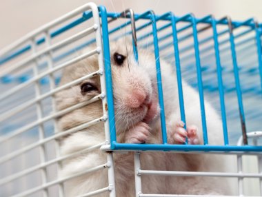 sevimli hamster
