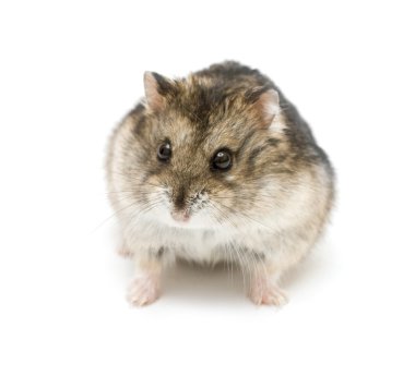 cüce hamster