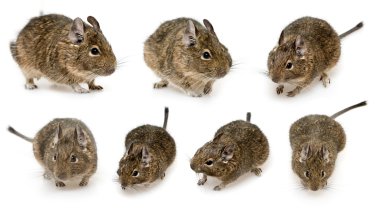 kemirgen degu