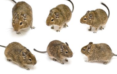 Degu