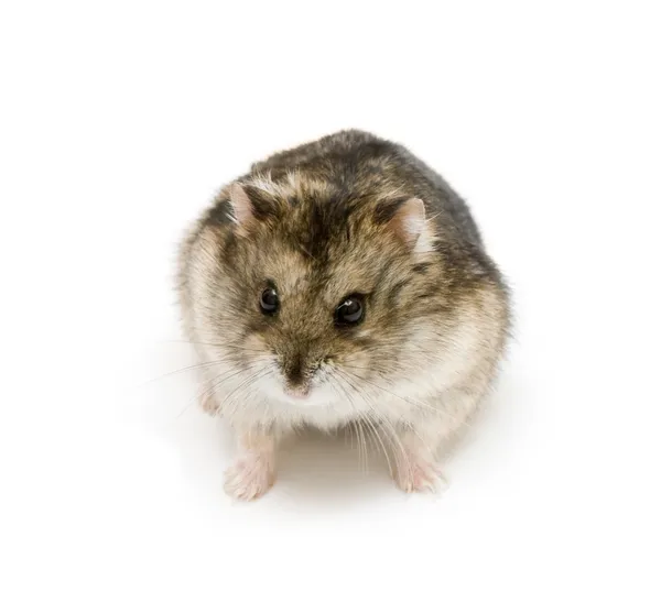 Dwarf hamster — Stock Photo, Image