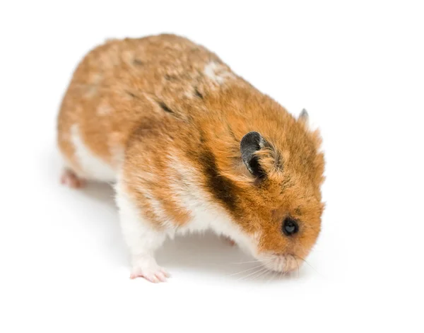 Hamster — Stock Photo, Image