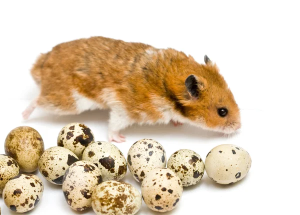 Hamster och vaktel ägg — Stockfoto