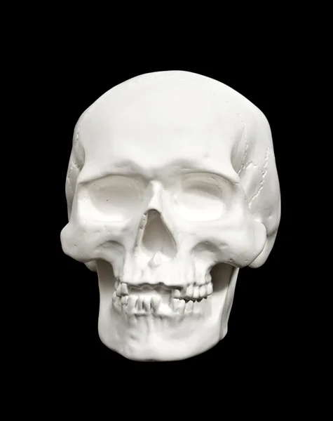 Human skull — Stock Photo, Image