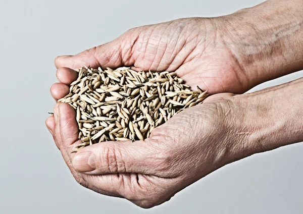 Wheat in hand — Stock Photo, Image