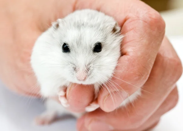 Hamster nain à la main — Photo