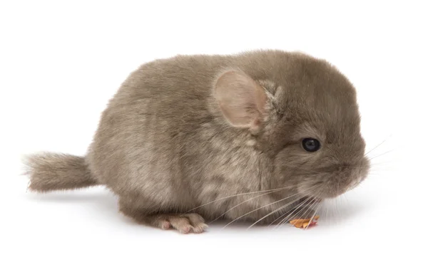 Chinchilla — Stock Photo, Image