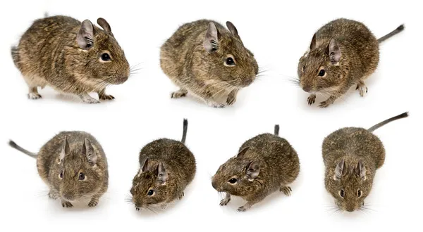 Rodent degu — Stock Photo, Image