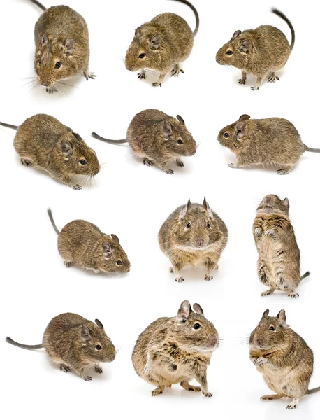 Degu — Stock Photo, Image