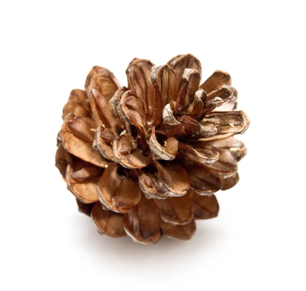 Pinecone Ordförande — Stockfoto