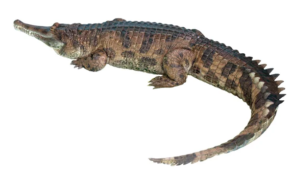 Gavial. — Foto de Stock