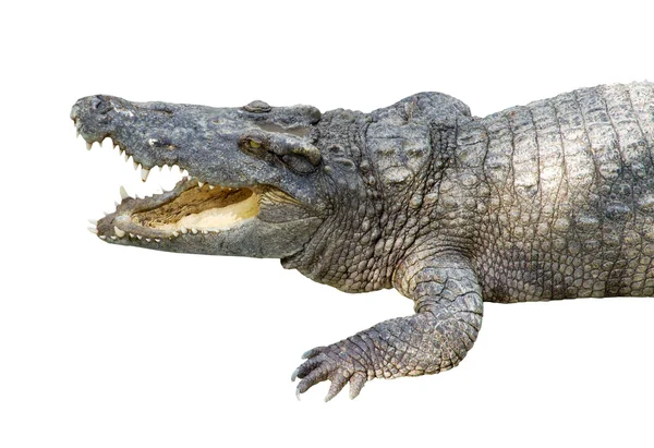 Crocodilo — Fotografia de Stock