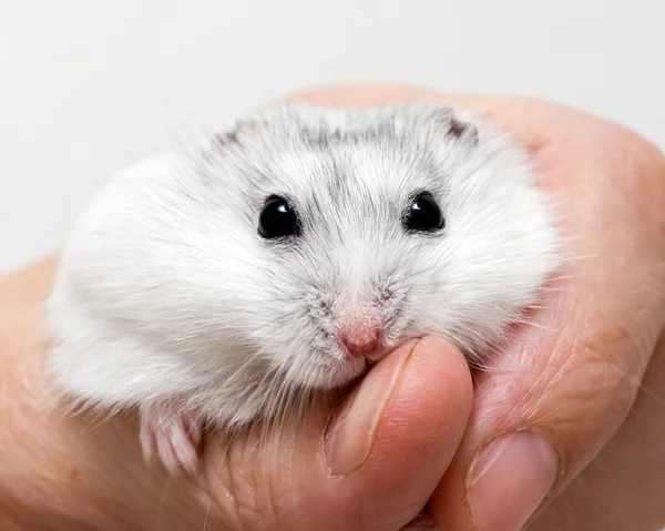 Dwarf hamster — Stock Photo, Image