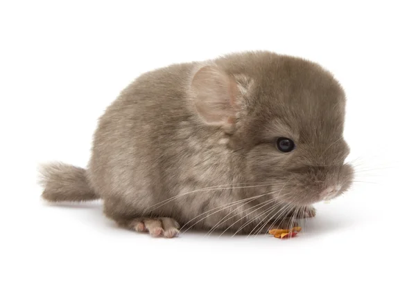 Chinchilla vagyok. — Stock Fotó