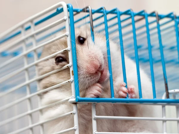 Cute Hamster Stock Picture