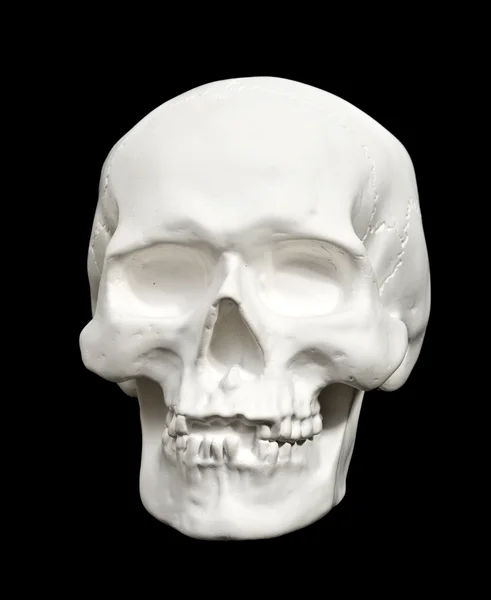 Human skull — Stock Photo, Image