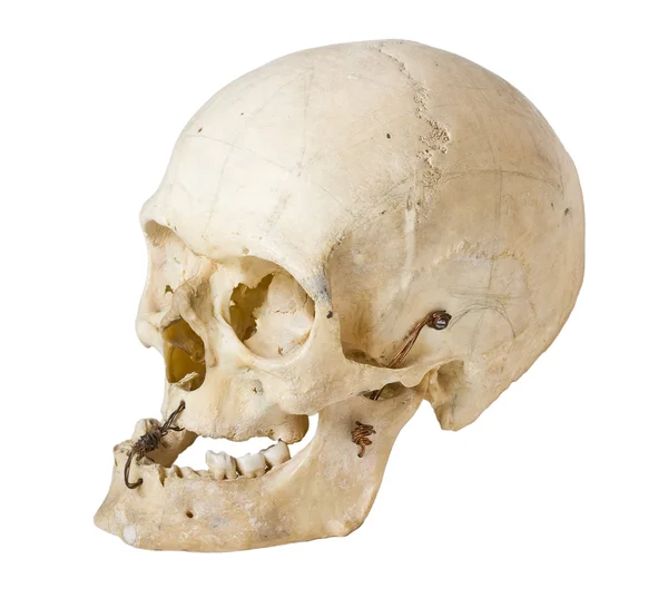 Skull on white — Stock Photo, Image