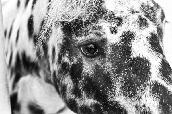 Gevlekt paard — Stockfoto