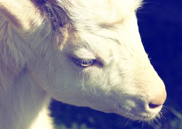 Biały młodym kozę — Zdjęcie stockowe