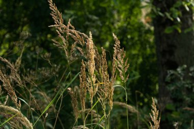 bitkiler ve çiçekler yazın