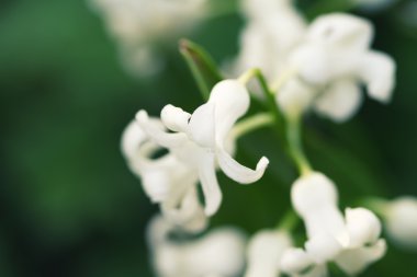 beyaz çiçekler sümbül