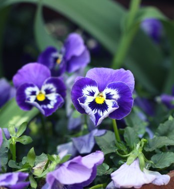 menekşe mor Hercai Menekşe